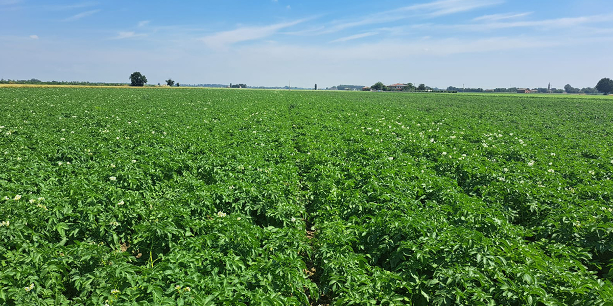 Potatoes Forever: la sostenibilità parte dalla ricerca